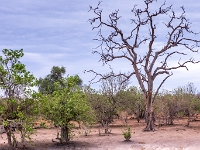 Rezerwat w Chobe (Botswana)